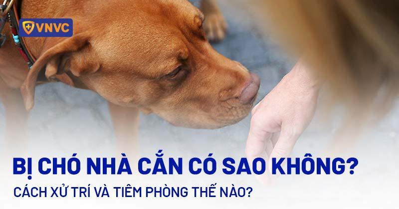 Bị Chó Cắn: Điềm Báo Và Cách Xử Lý