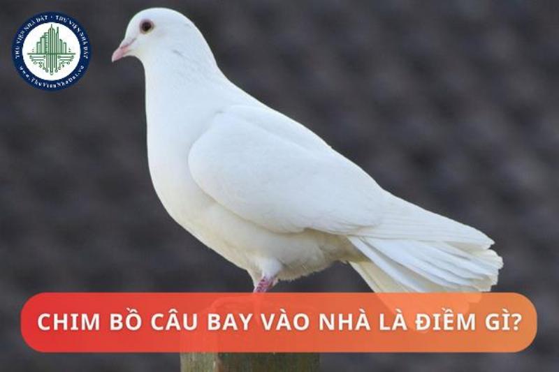 Bồ câu đậu trên cửa sổ báo hiệu điều gì?