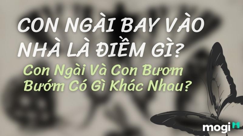 Bướm ngài bay vào nhà ban đêm