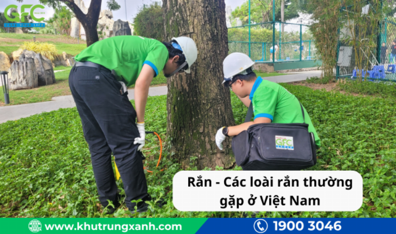 Các Loại Rắn Thường Gặp