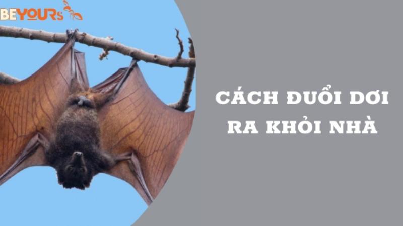 Cách đuổi dơi ra khỏi nhà