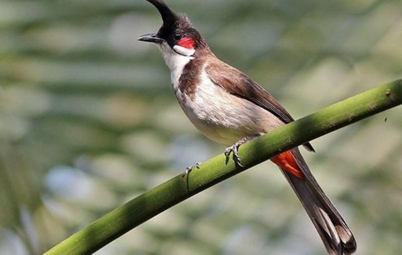 Chào Mào Bay Vào Nhà: Điềm Lành