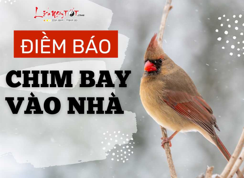 Chim bay vào nhà đậu trên ban công