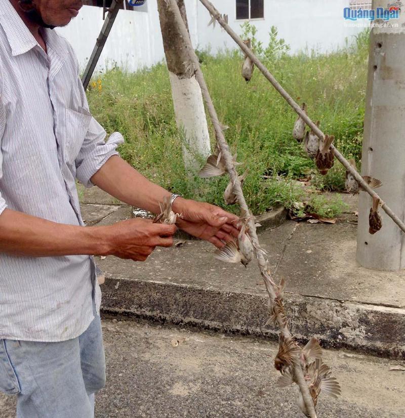 Chim sẻ bay vào nhà theo từng vùng miền