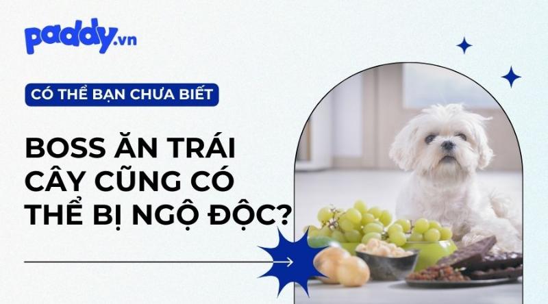 Cho chó ăn uống khi vào nhà