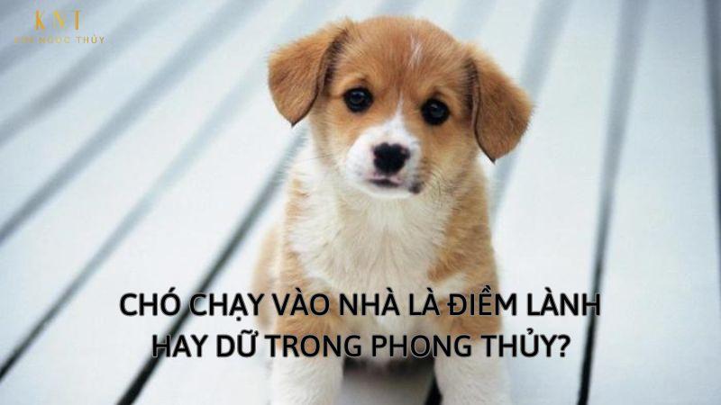 Chó Trắng Vào Nhà Điềm Gì?