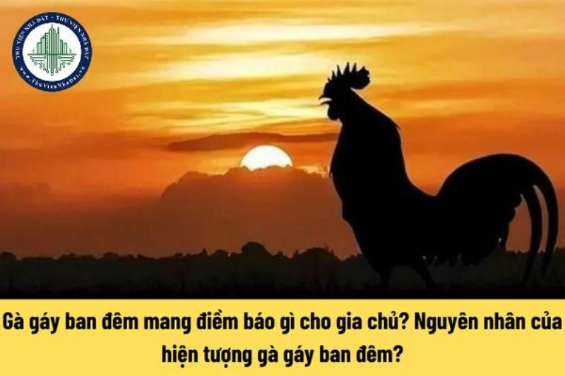 Gà Gáy Nên Lo Lắng?