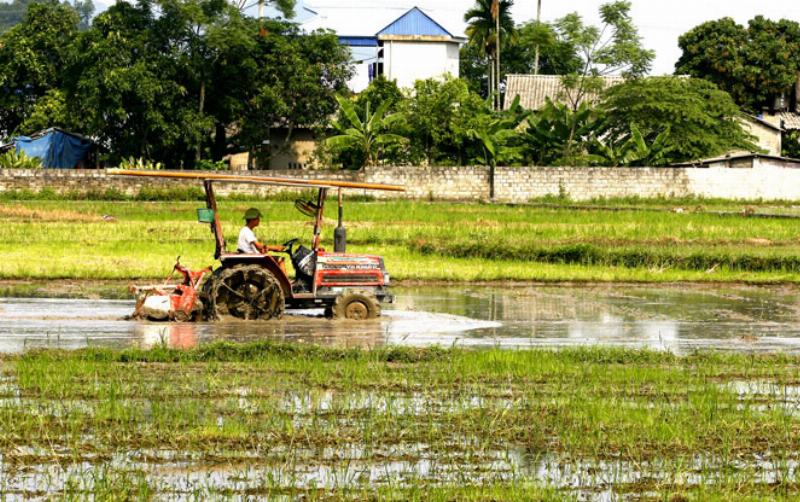 Máy cày đang cày ruộng lúa xanh mướt