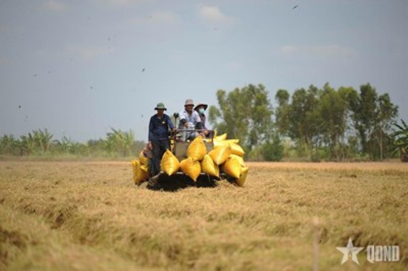 Máy liên hợp hoạt động trên cánh đồng