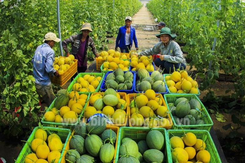 Môi trường trồng trọt công nghệ cao