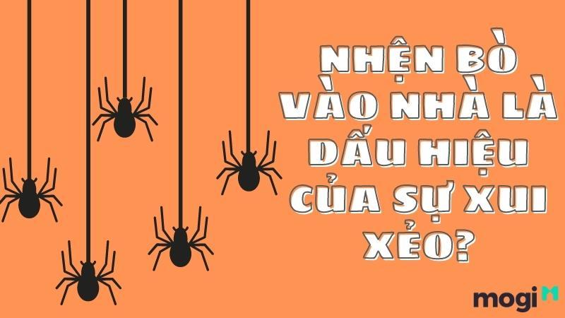 Nhện xuất hiện trong nhà ban đêm: điềm báo may mắn hay xui xẻo?