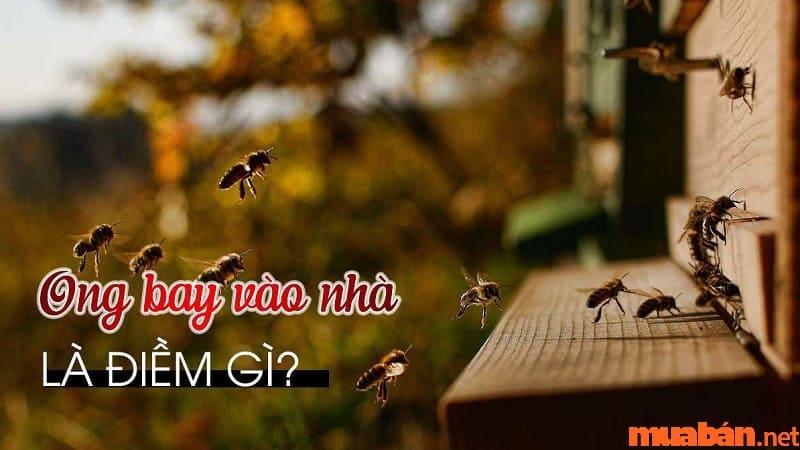 Ong vò vẽ bay vào nhà: Điềm báo gì?