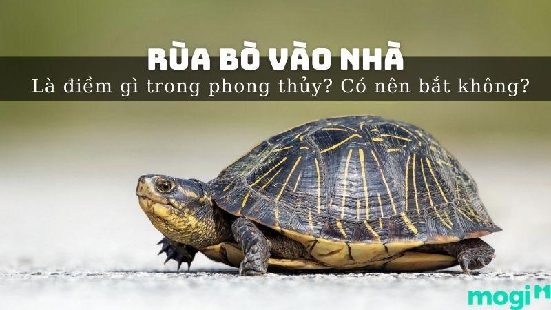 Rùa Bò Vào Nhà Điềm Lành?