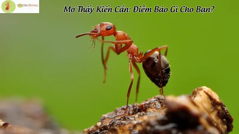 Kiến cánh vào nhà: Điềm báo thời tiết?