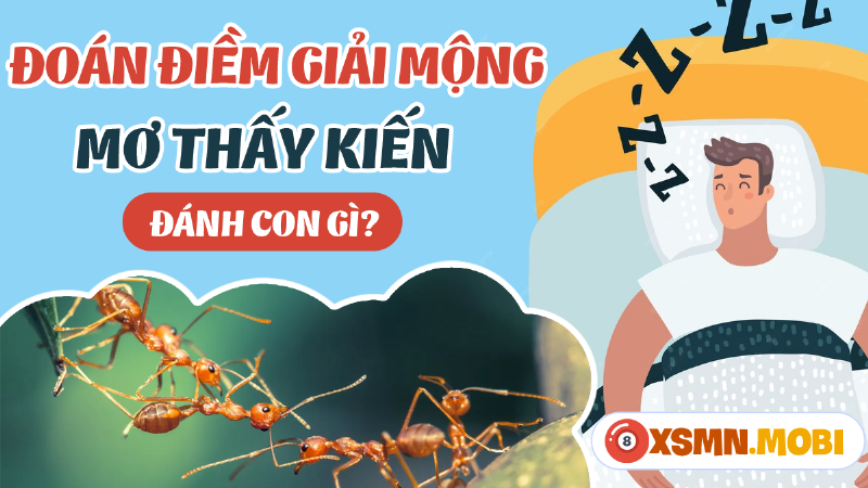 Kiến đen vào nhà: Điềm báo tài lộc?